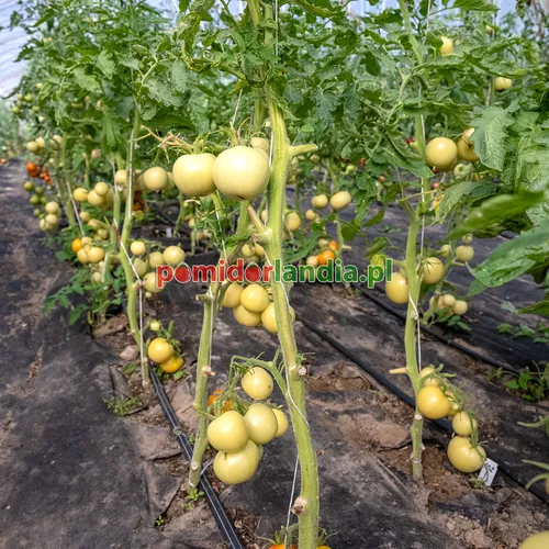 Żółte, kuliste owoce odmiany Lutescent Long Red na krzaku o liściach typu regularnego.