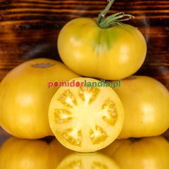 Potato Leaf White