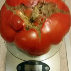 Aussie – Sława Rogalska, 1220 g