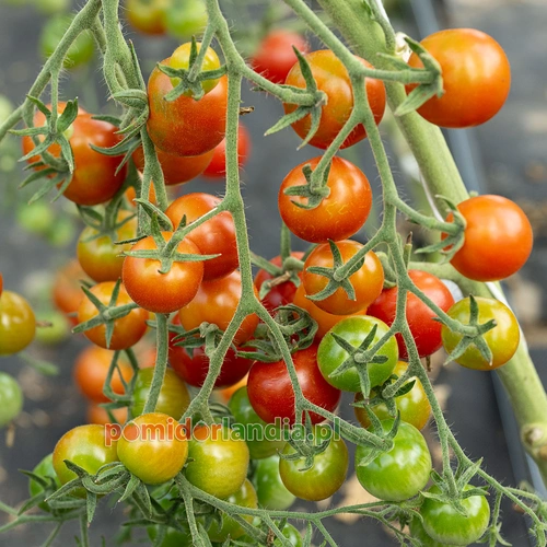 Gardener's Delight Heirloom