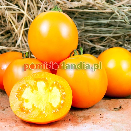 Tangerine