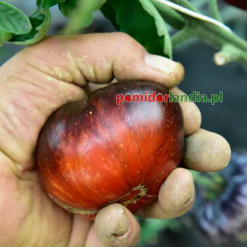 Ciemnofioletowe, kuliste owoce odmiany Indigo Red Beauty w dłoni.