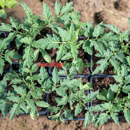 Dwarf Almandine