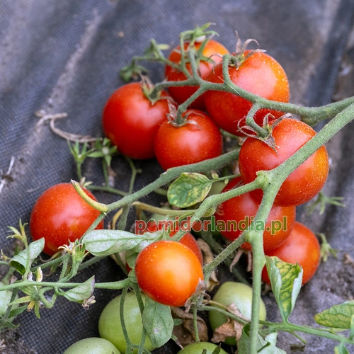 42 Day Tomato
