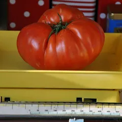 Chapman – Edward Matuszewski, 1250 g