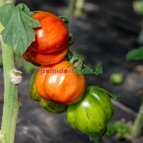 Pomarańczowe i zielone, żebrowane owoce odmiany Striped Stuffer na krzaku.