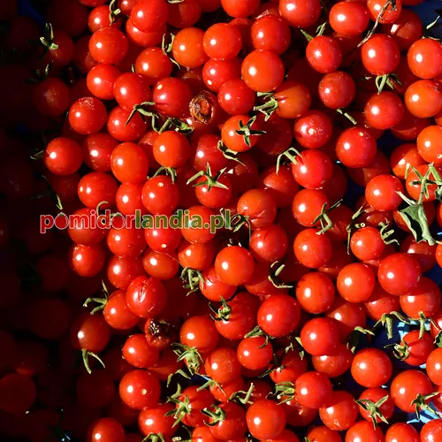 Czerwone, drobne i kuliste owoce odmiany Sweet Pea Currant Red.