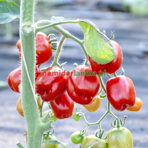 Red Stuffer Cherry