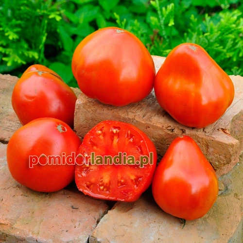 Russian 117 Red