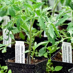 Seedlings name tags