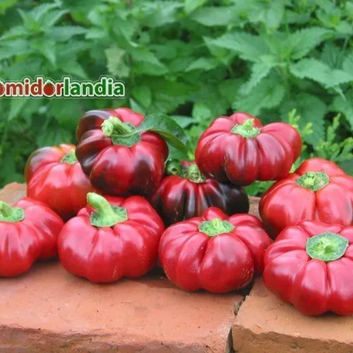 Super Red Pimento (słodka)