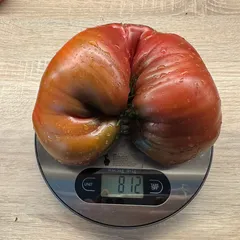 Dwarf Purple Heart – Daria Kos, 812 g
