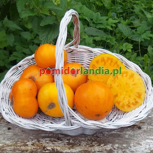 Pomarańczowe, kuliste i lekko żebrowane owoce odmiany Janet’s Jewel w białym koszyku. Jeden owoc jest przekrojony, z widocznym żółtym miąższem.