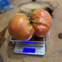 Pink Jazz – Klaudia Kurant, 690 g