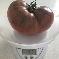 Frankenstein – Ewa Nowicka, 571 g