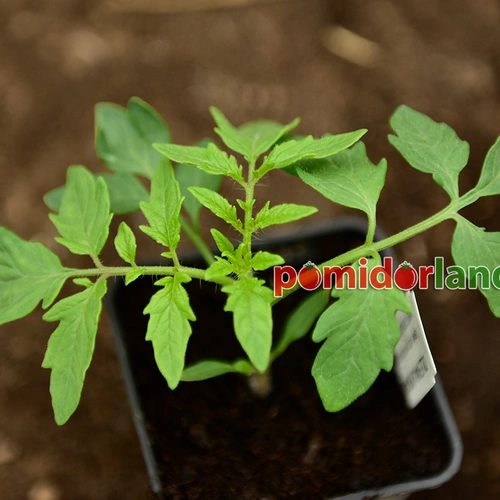 Limmony Heirloom