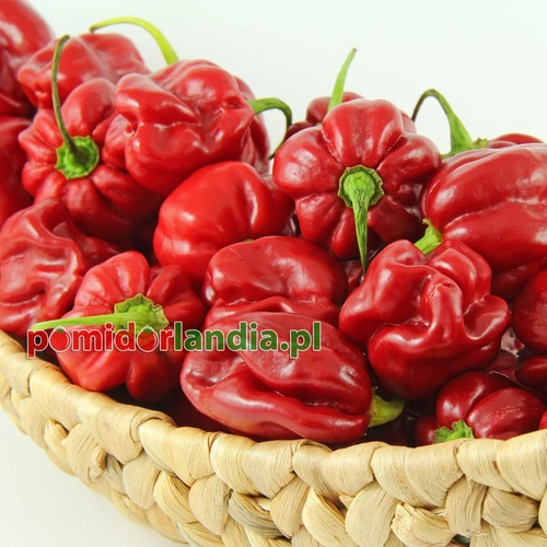 Habanero Czerwona