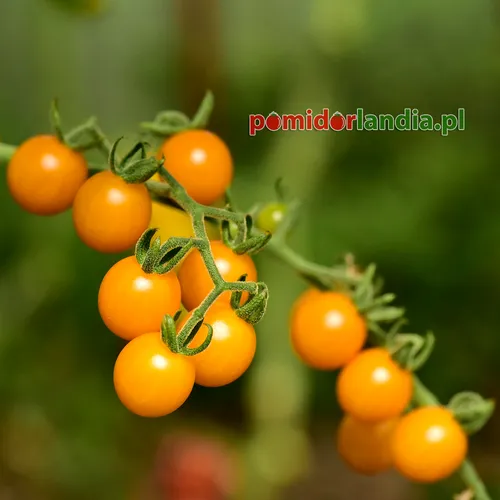 Żółte, kuliste i drobne owoce odmiany Gold Rush Currant na krzaku.