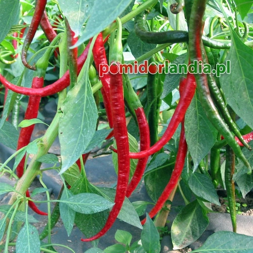 Joe's Long Cayenne (ostra)