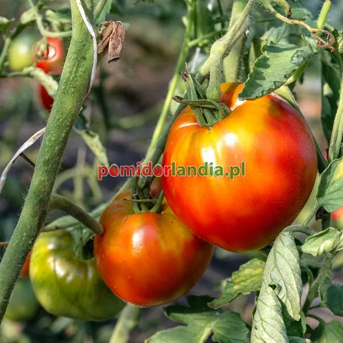 Czerwone, kuliste owoce odmiany Italian Heirloom na krzaku. Obok widoczne są zielone owoce.