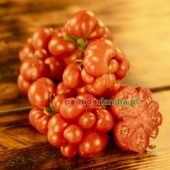 Reisetomato