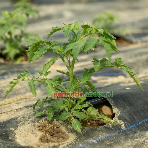 A young Green Bumblebee plant with regular leaves grows in a black ground cover fabric.