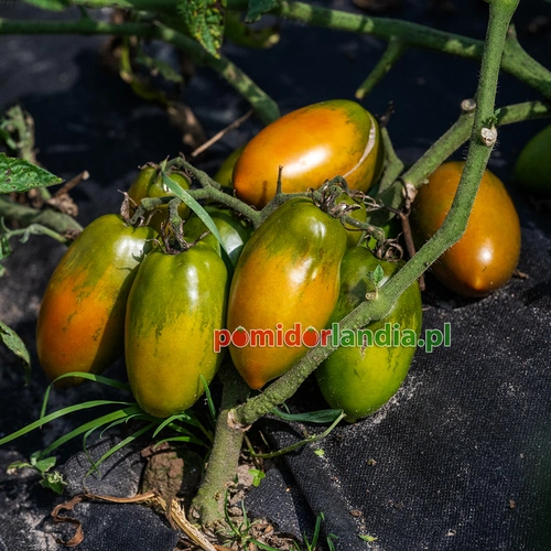 Dwarf Almandine