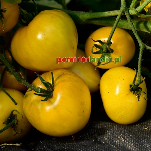 Dwarf Lemon
