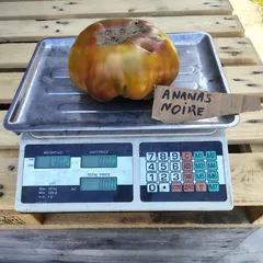 Ananas Noire – Tomasz Kaźmierczak, 1302 g