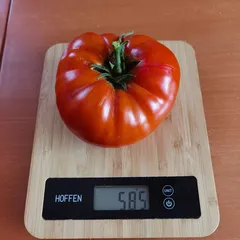 Aussie – Krzysztof Kocenko, 585 g