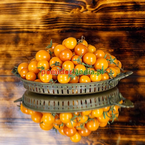 Amy's Apricot