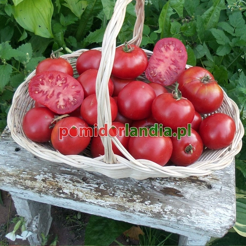 Sugar Baby Heirloom
