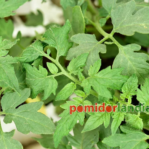 Young plant of the Dester variety with regular leaves.