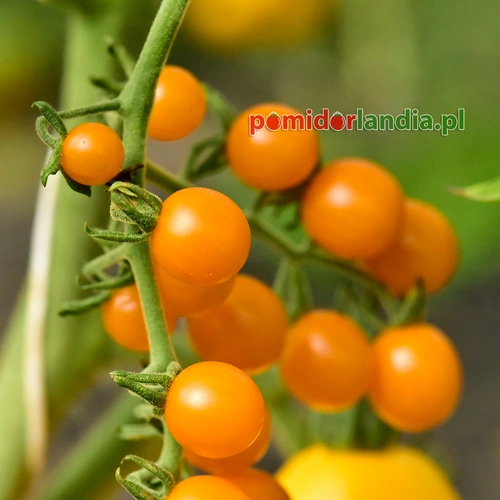 Gold Rush Currant