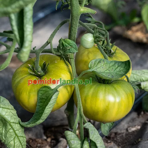 Zielone, kuliste i żebrowane owoce odmiany Green Giant na krzaku. Obok widoczny jest jeden mniejszy, zielony owoc.