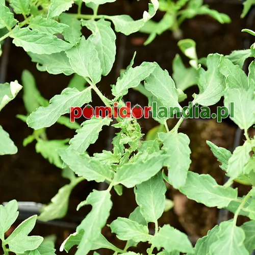 Young Russian 117 Red plants with regular leaves.