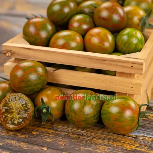 Multicolored, round and small Green Bumblebee tomatoes in a wooden box and on a table. One fruit is cut in half, showing green flesh.