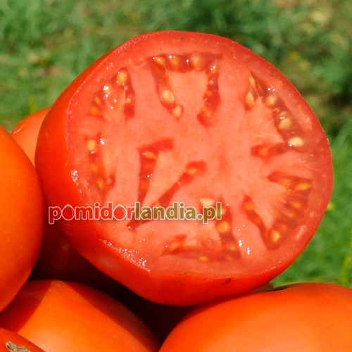 Bush Beefsteak