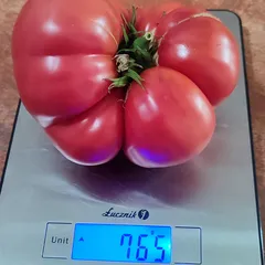 Brandywine – Maciej Balcerzak, 765 g