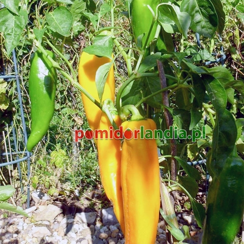 Marconi Yellow (sweet)