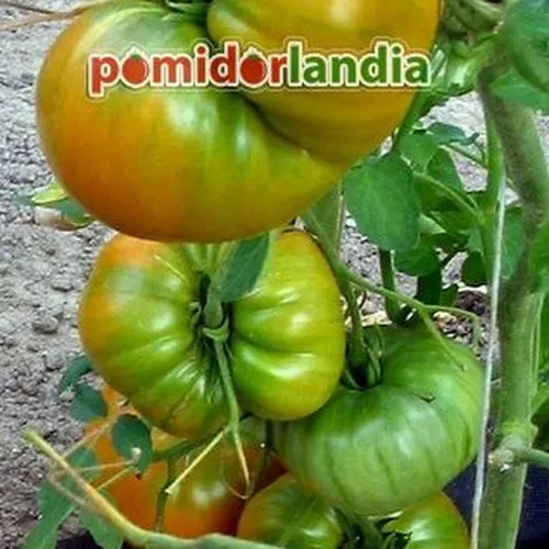 Pomarańczowe i zielone owoce odmiany Amana Orange na krzaku.