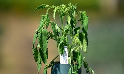 Utrata turgoru