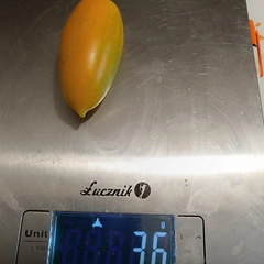 Blush – Karol Zarosa, 36 g