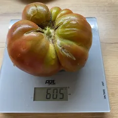 Red Target – Magdalena Janas, 605 g