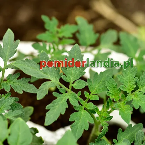 Młode rośliny odmiany Garden Peach o liściach typu regularnego.