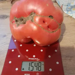 Aussie – Krzysztof Podgórski, 1548 g