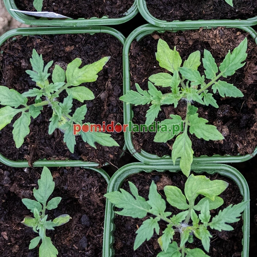 Dwarf Saucy Mary