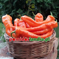 Corno di Toro Orange (słodka)