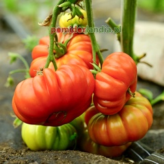 Costoluto Genovese