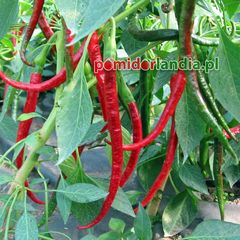 Joe's Long Cayenne (ostra)